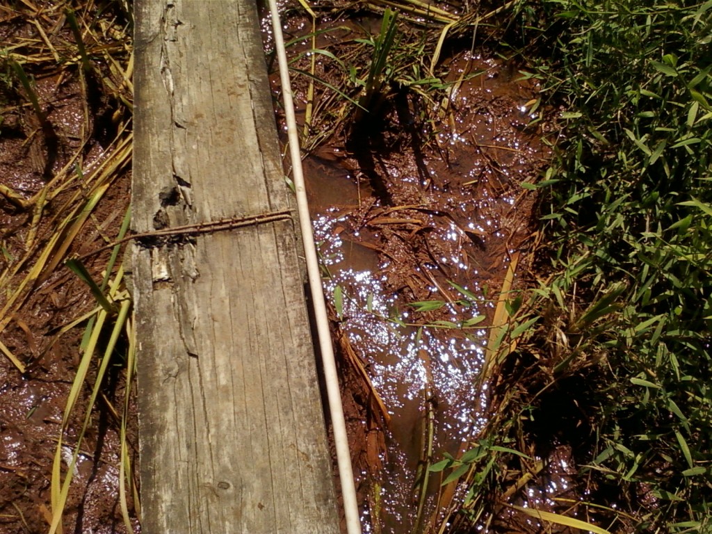 Lama Amarela com alto teor de ferro produzido pela presença de Taboa próximo a capacitação 