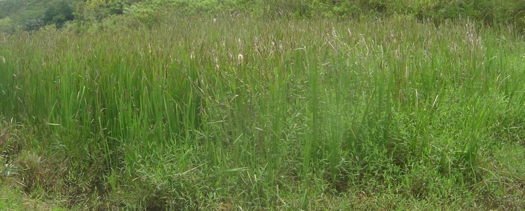 Taboal no brejo próximo a captação do SAAE 